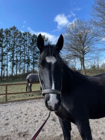 Billede