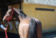 Billede