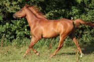 Billede