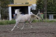 Billede