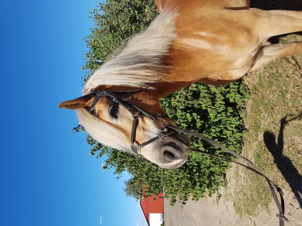 Billede