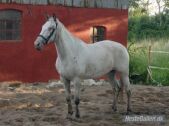 Billede